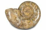 Jurassic Ammonite (Hemilytoceras) Fossil - Madagascar #283365-1